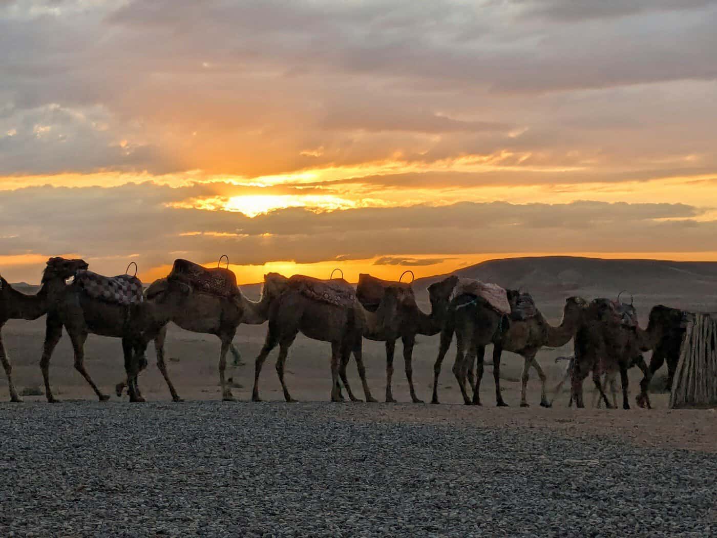 Loaded camel caravan walking across desert at sunset with mountains in the distance, evoking the Hijra journey of Prophet Muhammad and his companions from Makkah to Madinah in 622 CE